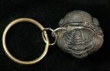 Real Phacops Trilobite Keychain #17397-1